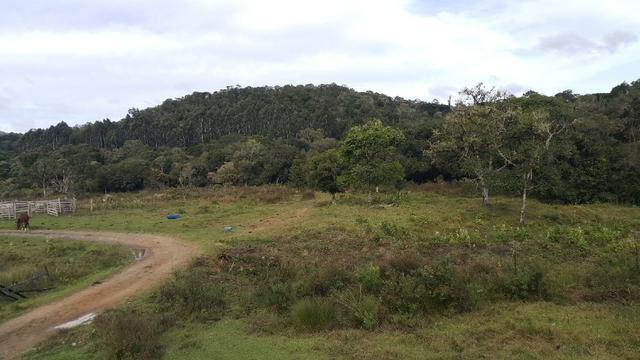 Terreno de 30.000m2 para chácara em Campo Alegre - Foto 3