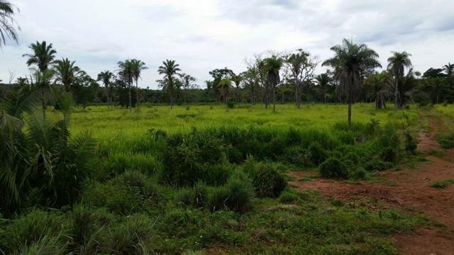 Vendo Fazenda de 1702 hectares no Leste do Maranhão - Foto 10