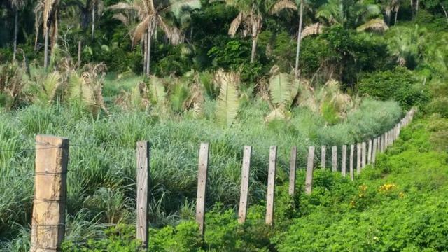 Vendo Fazenda de 1702 hectares no Leste do Maranhão - Foto 6