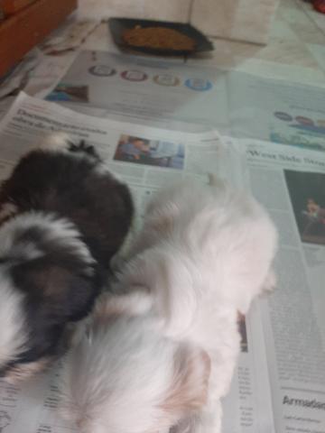 Filhotes Shih Tzu - Foto 2