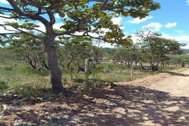Serra d Cipó!!! Chacara de 1.000m² 100% plano * WhtsApp - Foto 2