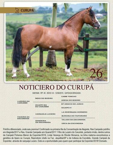 Cavalo crioulo