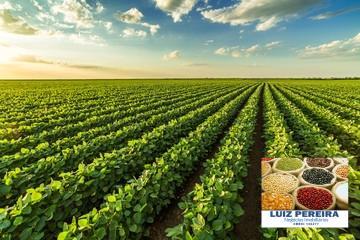 FAZENDA A VENDA DE 363 HECTARES EM ASSIS -SP (Soja e Cana) - Foto 3