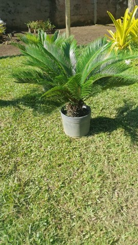 Palmeiras diversas  - Foto 5