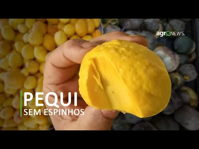 mudas de pequi enxertas gigante sem espinhos do xingu
