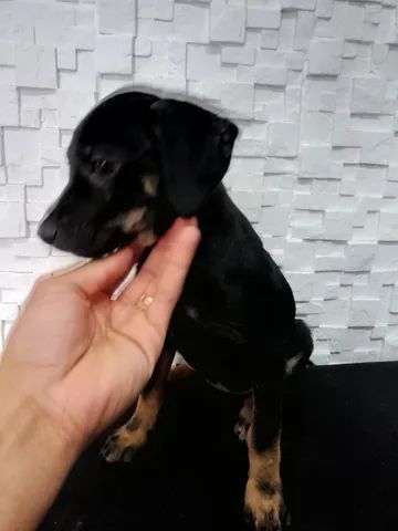 Adoção responsável  - Foto 3