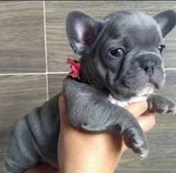 Bulldog frances cores padrões e exoticas  - Foto 3