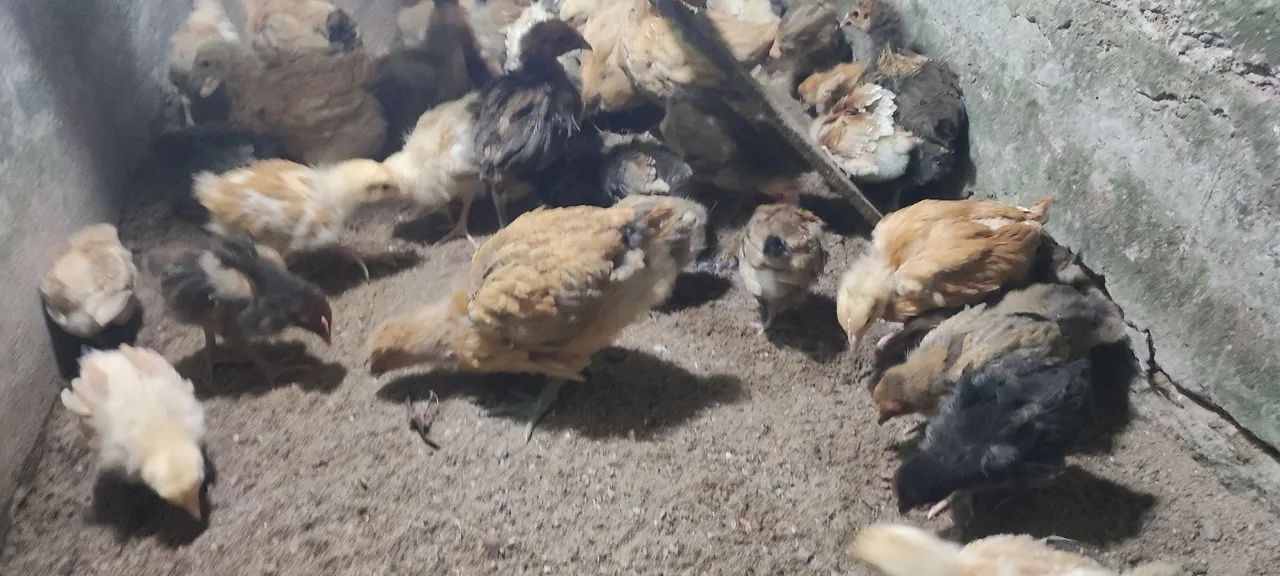 Franguinhas(os) orpington amarelo e dourado