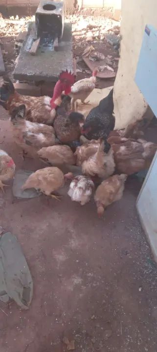 Chocadeira 1000 ovos - Foto 3