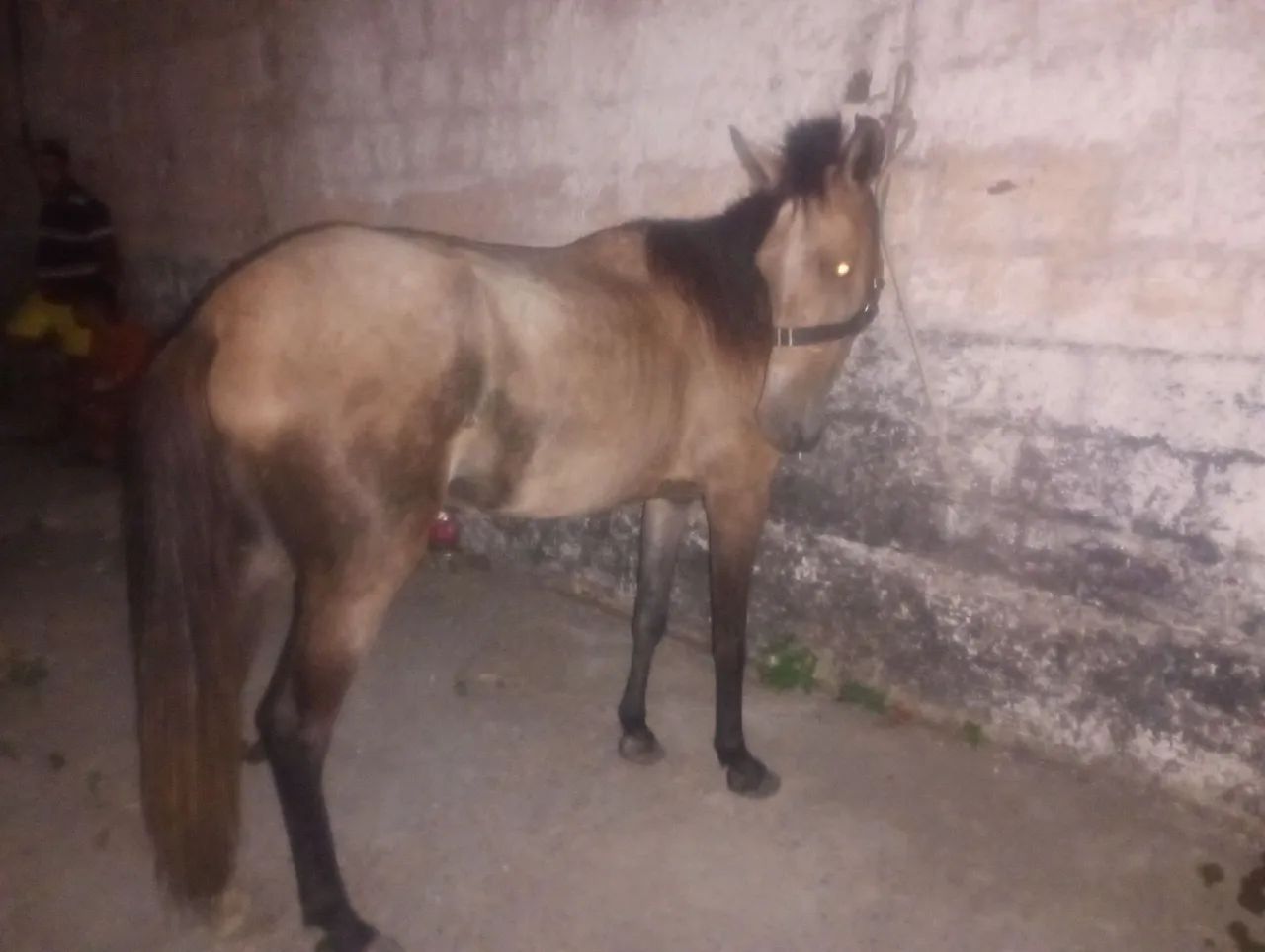 Potro Mangalarga Marchador