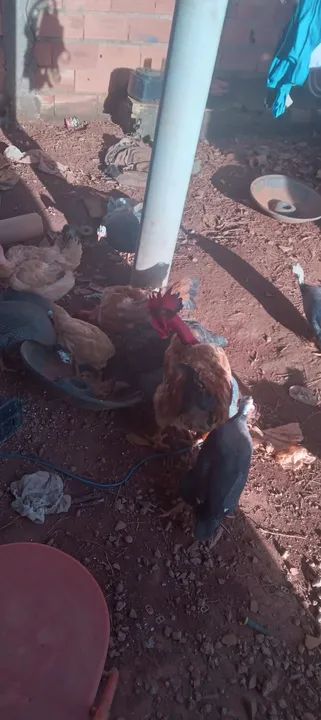 Chocadeira 1000 ovos - Foto 4