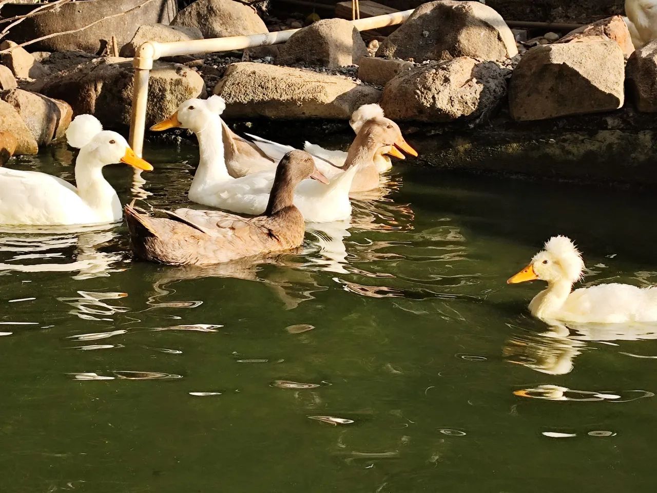 Marreco Pompom - Foto 2