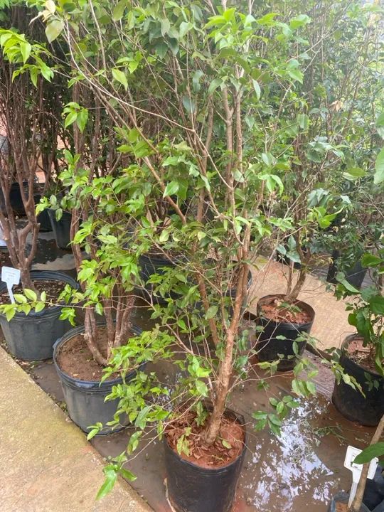 Jabuticaba Sabará 