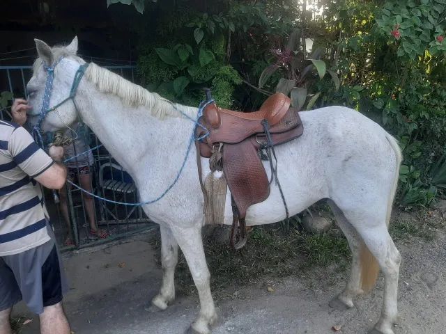 Cavalo bom de montar - Foto 3