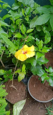 Mudas de hibisco, direto do produtor