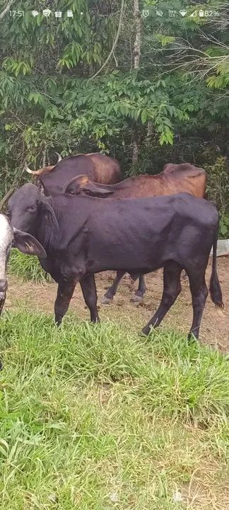 Bezerro de desmama - Foto 3