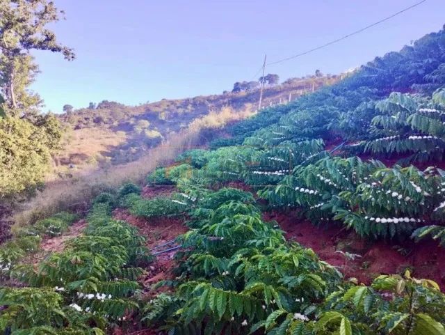 Chácara próximo a Reta Grande  - Foto 3