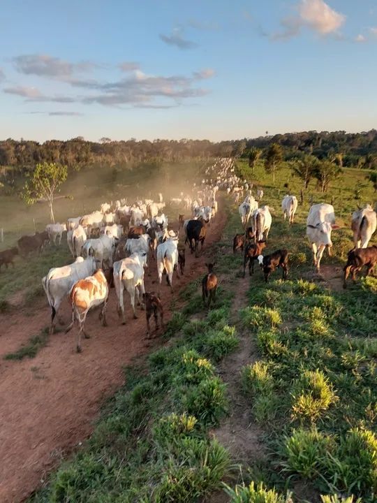 Fazenda de 4192 hectares no Acre