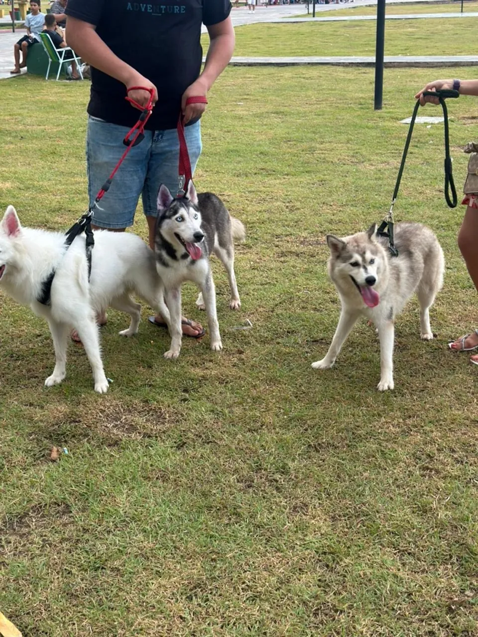 Husky Siberianos para adoção