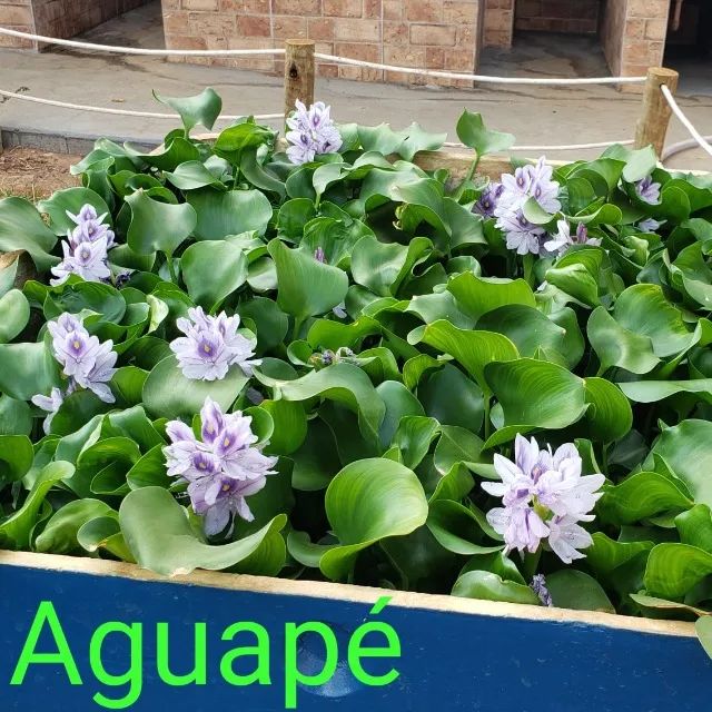 4 mudas de Aguapé, planta para aquário, tanques de peixes e lagos - Foto 2
