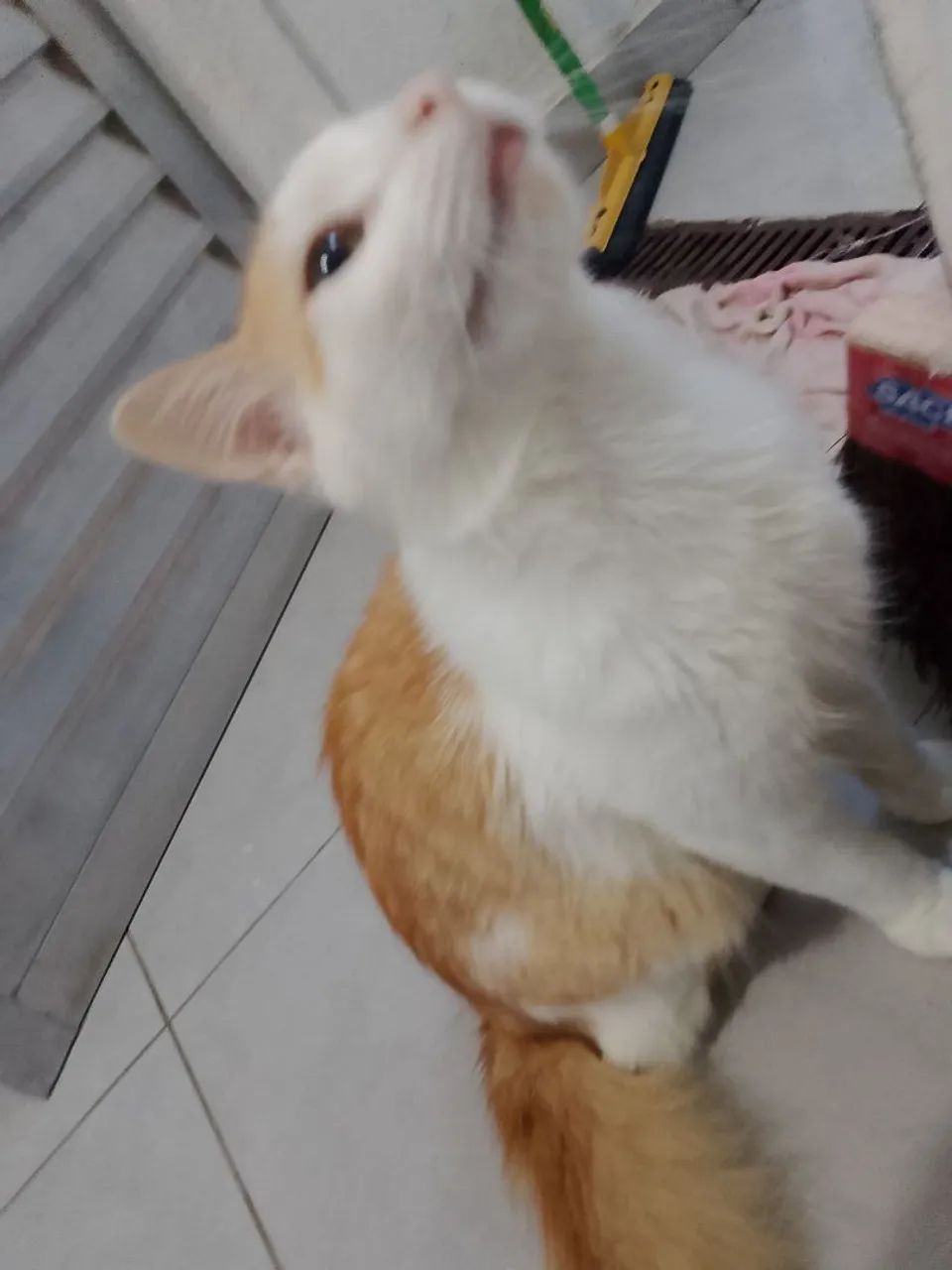 Doase gato  - Foto 4