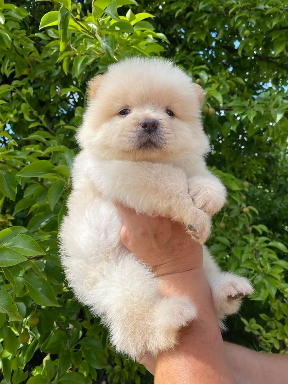 Filhote de Chow Chow 1.000