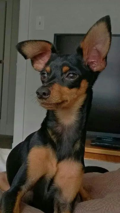 Pinscher Miniatura