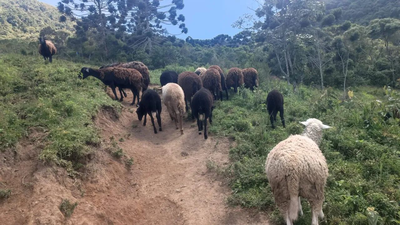 CARNEIROS A VENDA - Foto 5