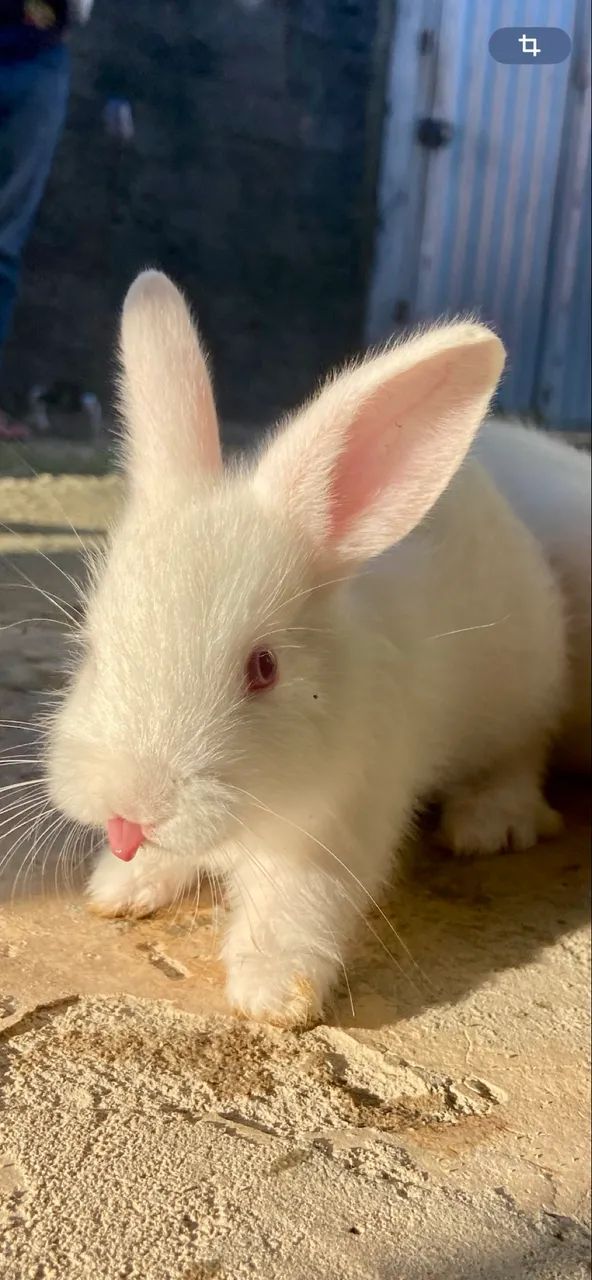 Coelhinhos Nova Zelândia - 1 mês de idade!  - Foto 6
