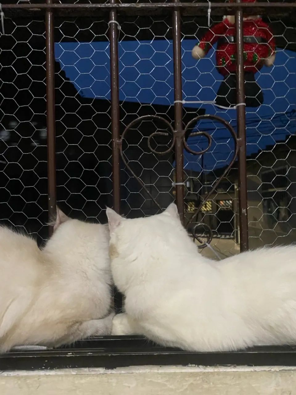 doa-se 2 gatinhos. - Foto 4