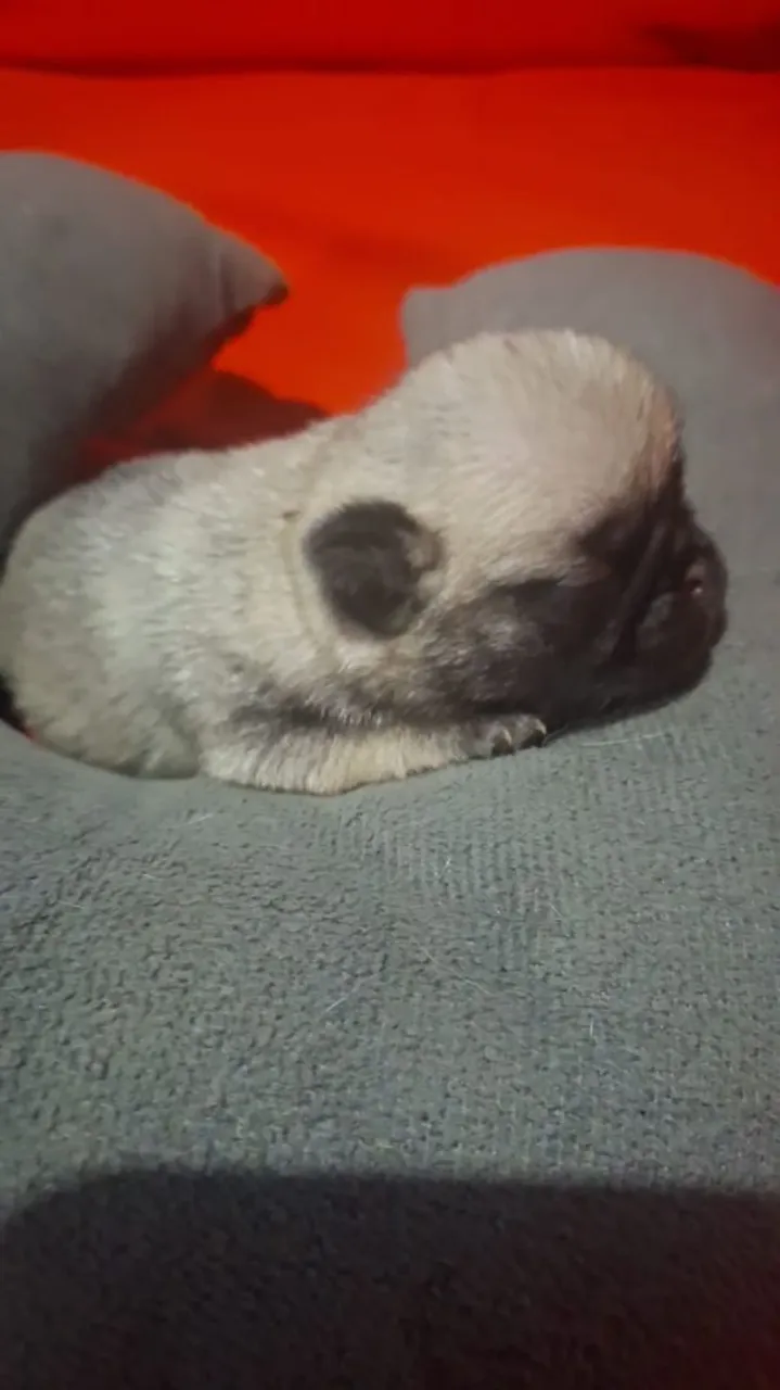 Filhote de Pug