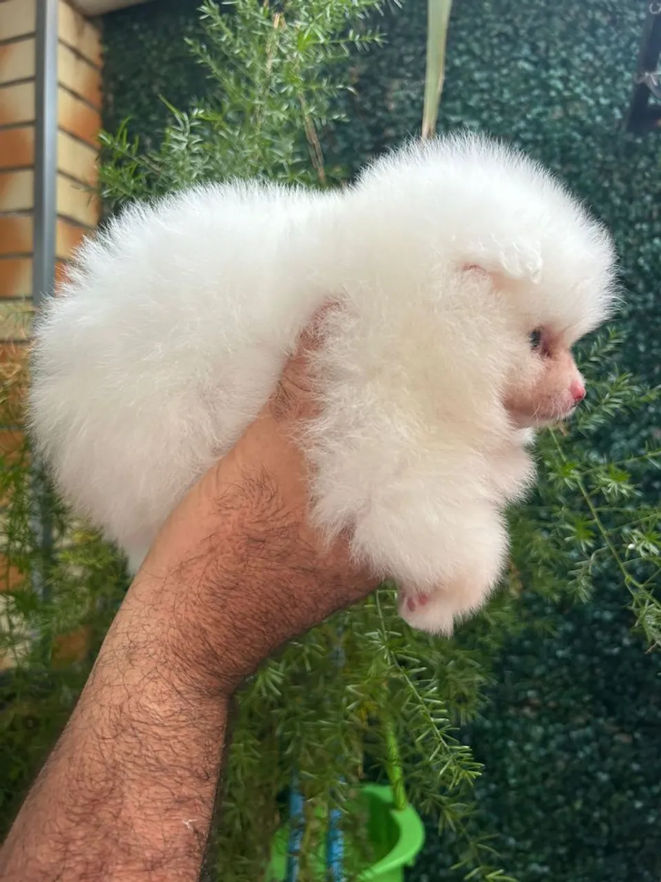 Filhote de Spitz Alemão