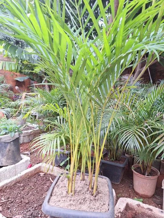 Vendo palmeira Areca