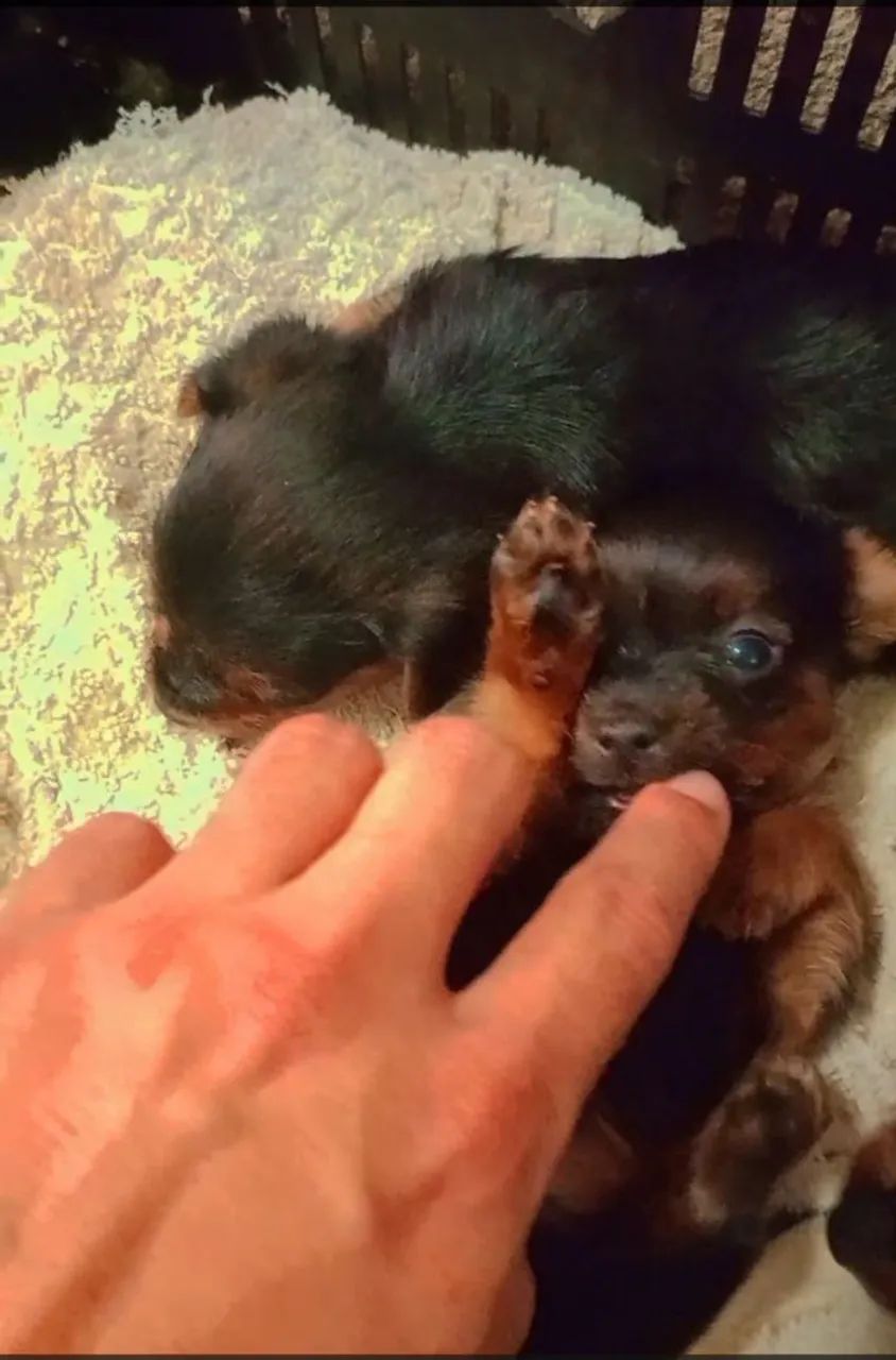 Filhote de Pinscher Miniatura - Foto 2