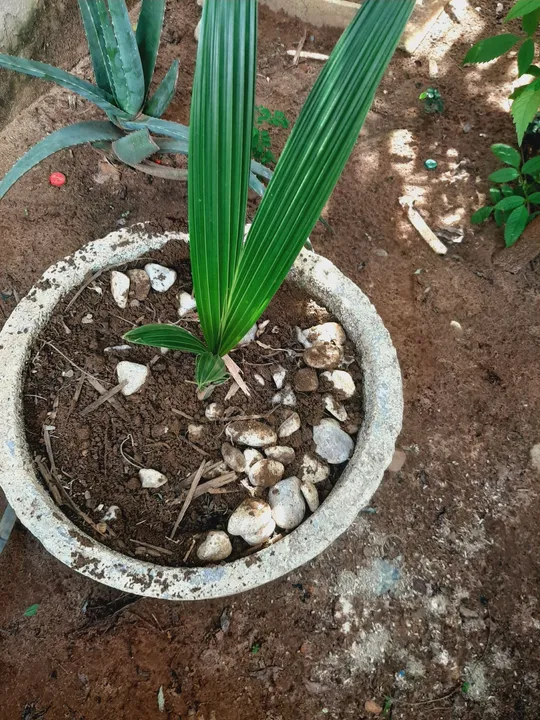 Muda de coco
