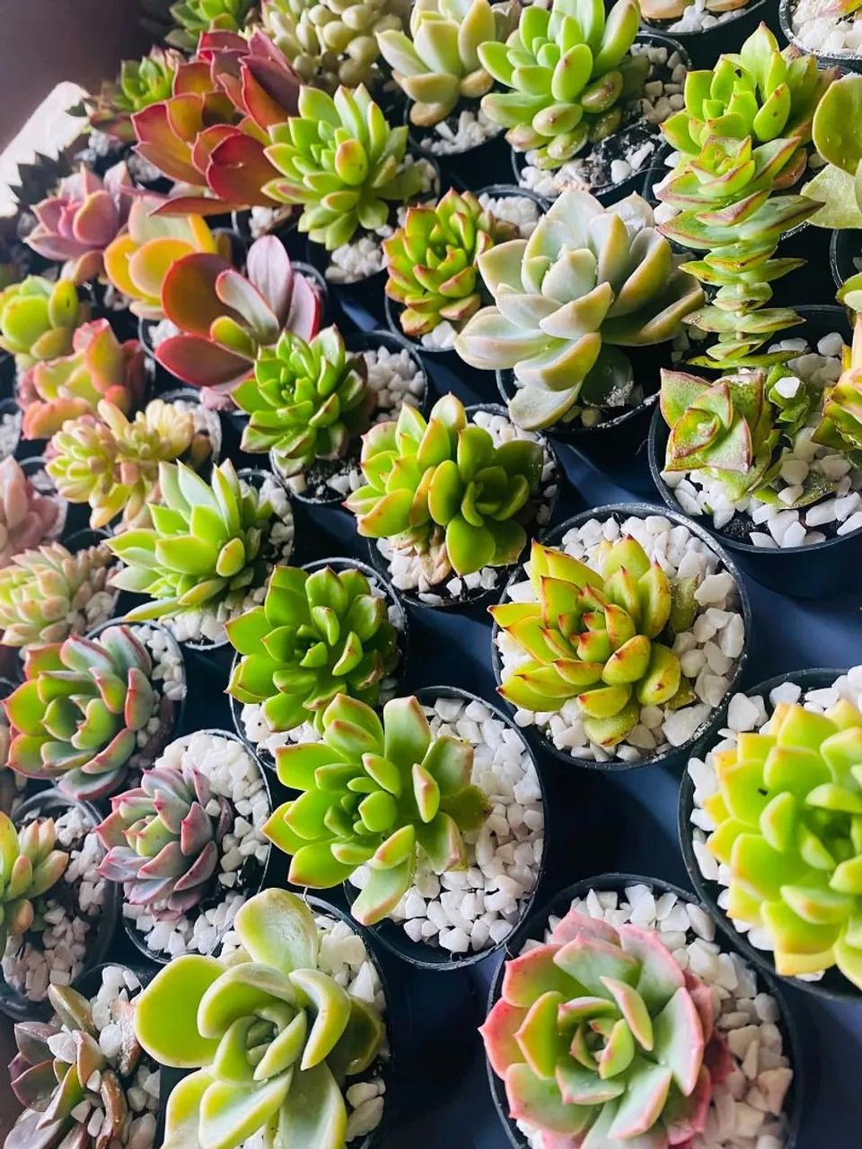 Suculentas 64294297664643121