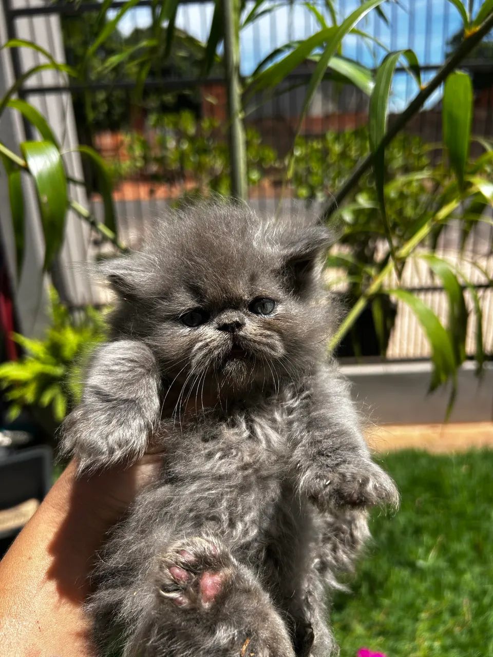 Persas machos e uma fêmea  - Foto 2