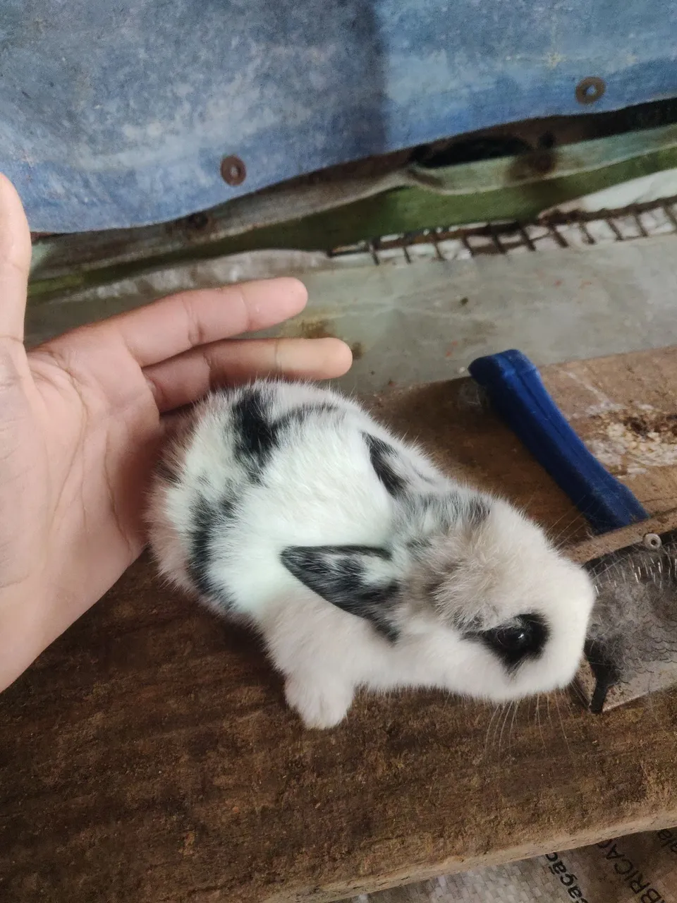 Filhotes de coelhos