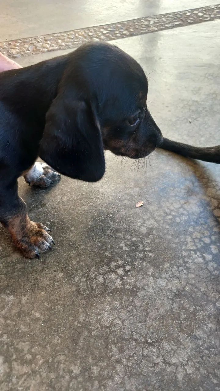 Filhote de Dachshund