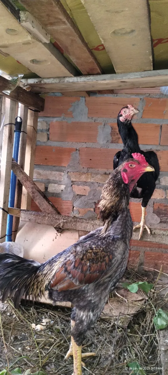 Galo e galinha de raça.150 0s dois só hj.
