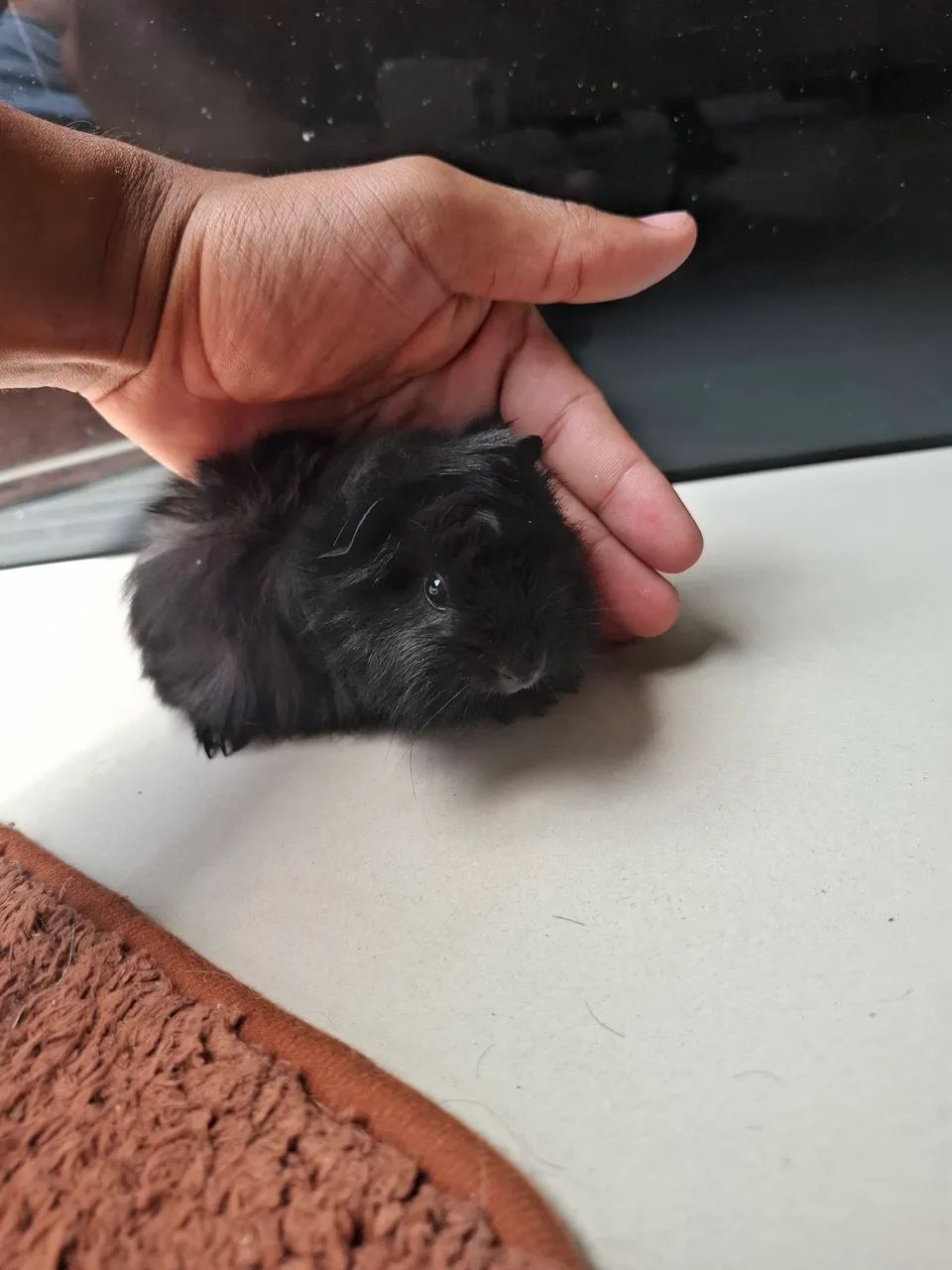 Porquinho da india  - Foto 6