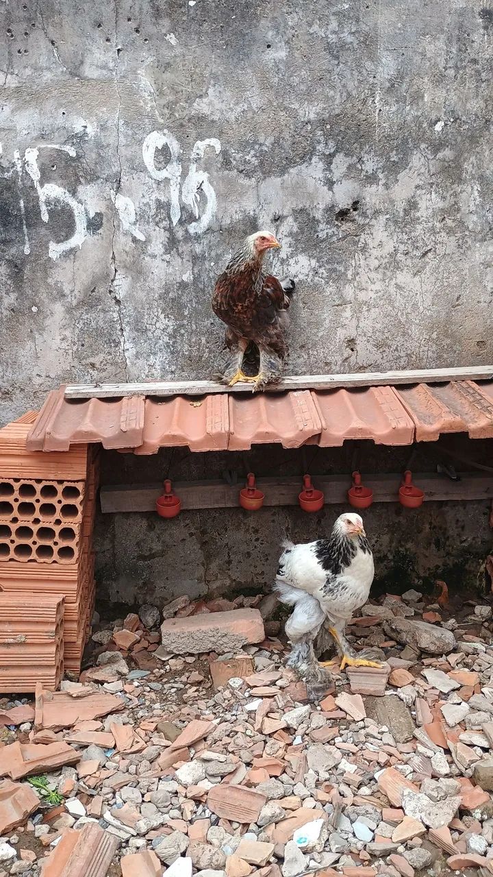 Frangos Brahma. - Foto 2