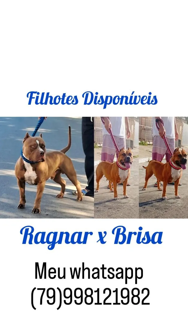 Filhotes de Pit Monsters Disponíveis