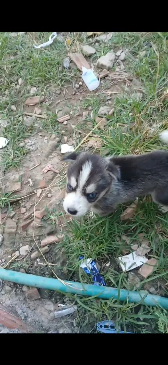 Filhote de Husky Siberiano