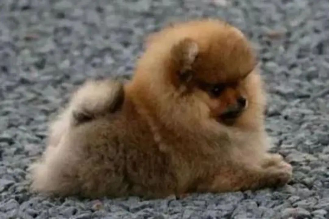 SPITZ ALEMÃO FÊMEAS ANÃZINHA EXÓTICA LINHAGEM NOBRE MENOR DE TODAS QUE EXISTE  - Foto 3