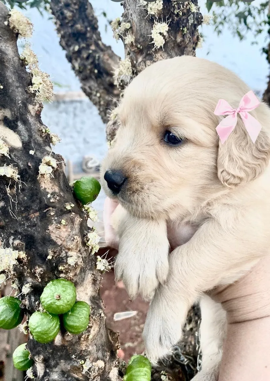 Filhote de Golden Retriever - Puro e Encantador!