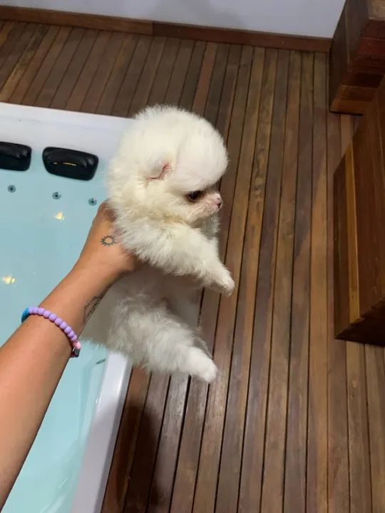 Lulu da pomerania branquinha - super carinhosa   - Foto 5