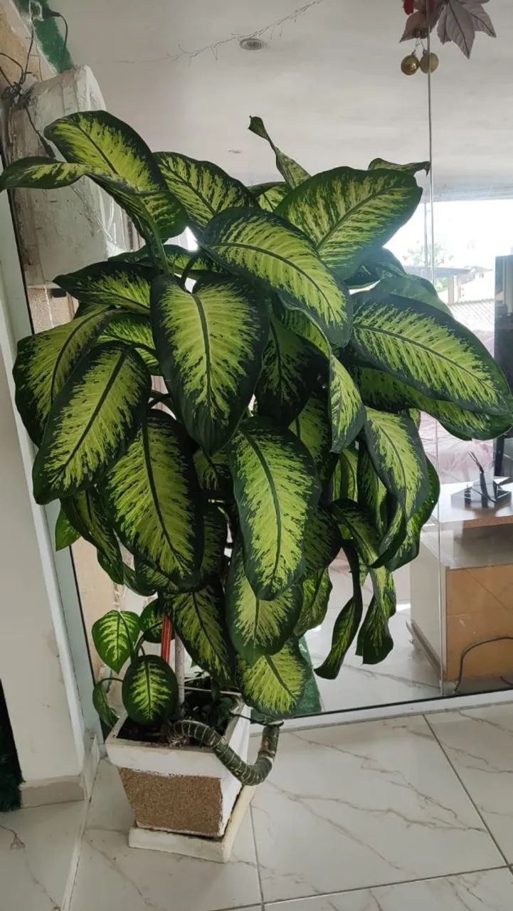 Vendo árvore - Foto 4