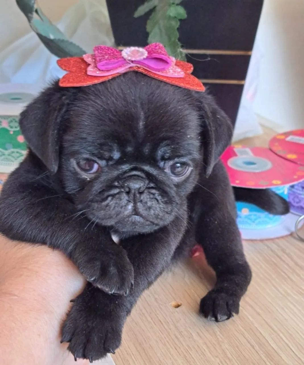 Pug Saudável e Alegre - Vacinado e Vermifugado - Parcelamos em Até 12x Sem Juros