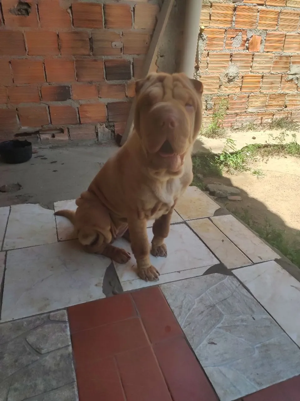 Shar Pei
